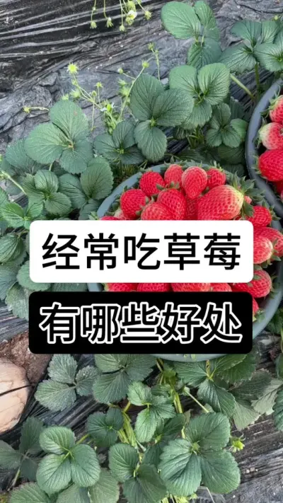 经常吃草莓有哪些好处