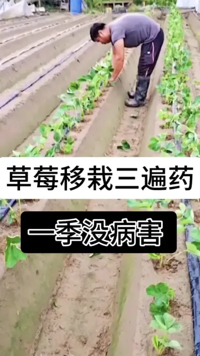 草莓移栽三遍药一级没有病害#草莓种植管理技术和方法 #草莓种植方法 #草莓种植