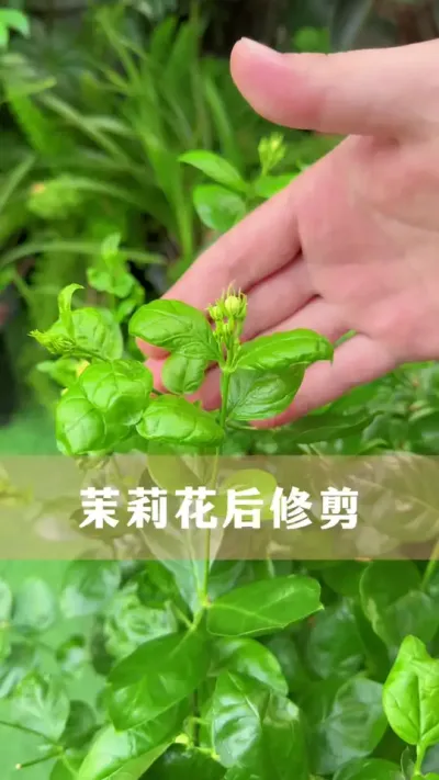茉莉开花一茬接一茬的方法#茉莉花 #花卉绿植 #养花小知识 #分享养花经验