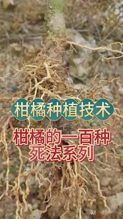 #上热门 柑橘的一百种死法系列第一集#柑橘种植 #农业技术推广 #新农人计划