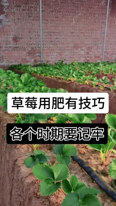 草莓用肥有技巧各个时期要记牢#草莓种植管理技术和方法 #草莓种植方法 #草莓种植 #草莓种植基地 #服务三农支持三农