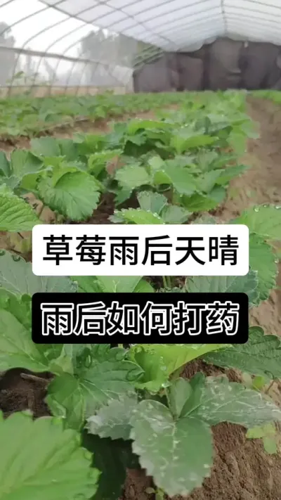 草莓雨后天晴如何打药#草莓种植管理技术和方法 #分享农业知识帮农民增产增收 #服务三农支持三农 #草莓种植 #草莓种植方法