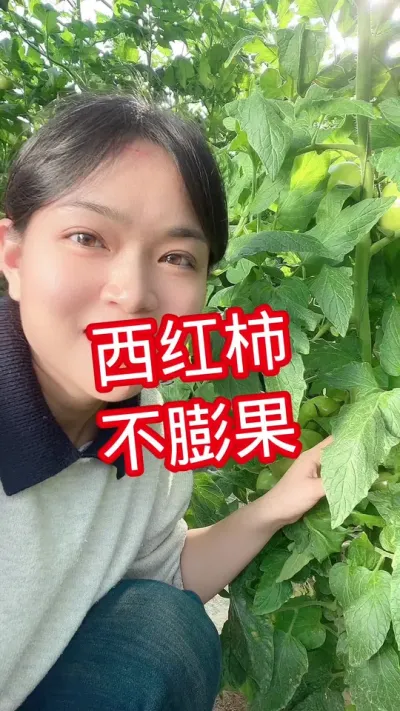 #西红柿种植 #大棚种植#云南#河南 点个关注 相互交流吧@抖音小助手