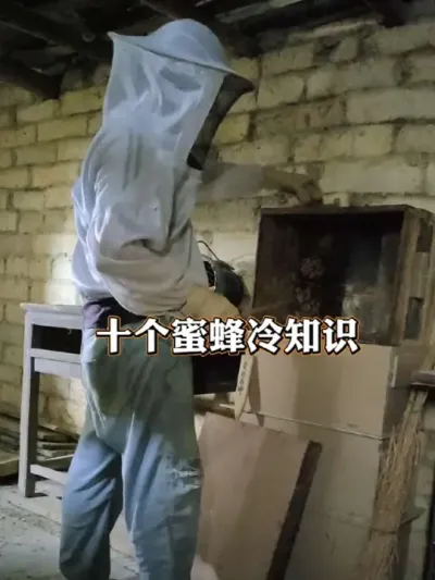 养蜂有什么好处 总结了养蜂的十个益处#蜜蜂 #我的乡村生活 #新农人计划2025