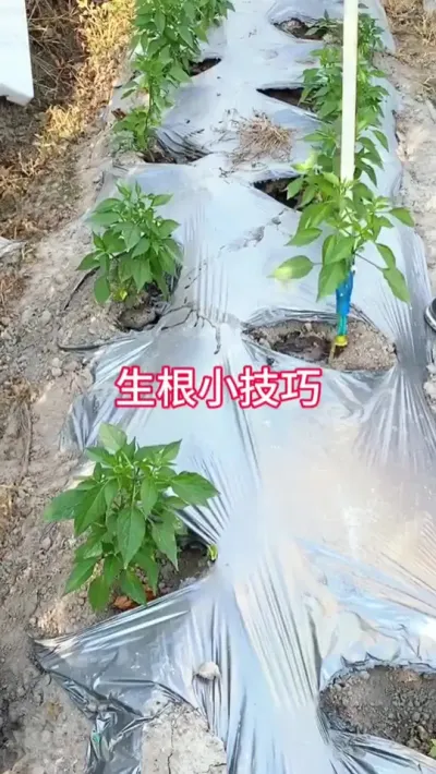 生根小技巧 #三农 #生根 #辣椒种植技术 #农业种植