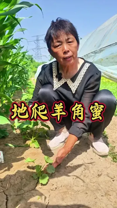 地爬羊角蜜管理小技巧#甜瓜 #羊角蜜 #三农 #蔬菜杨大姐 #种植小技巧 @抖音创作小助手 @DOU+小助手 @DOU+上热门