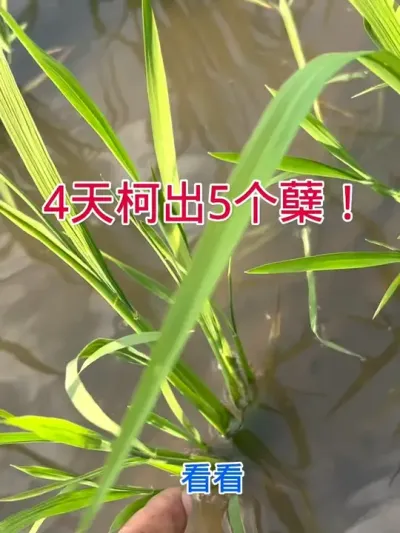 4天渴出5个蘖！ #农忙的季节为了生活都不容易啊  #农业种植  #分享农业知识帮农民增产增收  #三农 #种植小技巧