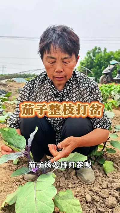茄子整枝打岔小技巧#三农 #每天分享蔬菜种植技巧 #茄子 #茄子种植 #蔬菜杨大姐 @DOU+上热门 @DOU+小助手 @抖音创作小助手