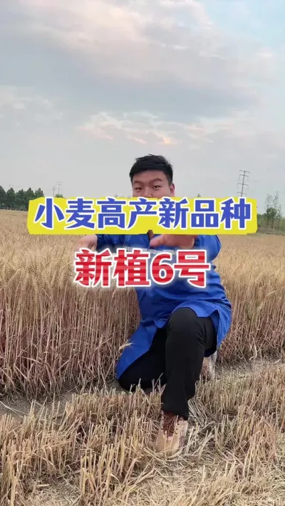 来给大家看一个小麦高产新品种！新植6号！ #小麦种植 #新植6号 #小麦高产品种