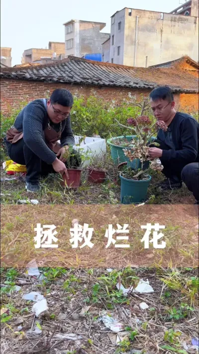 过完年后，半死不活的花，只需简单两步就能拯救#花卉绿植 #养花小知识 #爱生活爱养花