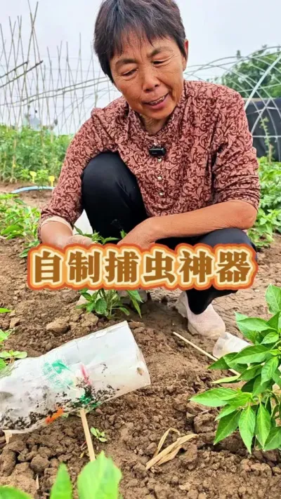 自制捕虫神器，赶紧动手做起来吧#三农 #无公害蔬菜 #蔬菜种植 #种植小技巧 #蔬菜杨大姐 @抖音创作小助手 @DOU+上热门 @DOU+小助手