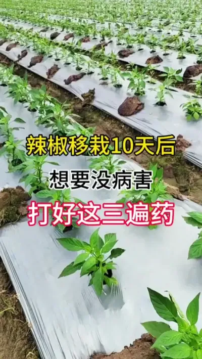 辣椒移栽10天后，想要没病害，打好这三遍药 #三农 #辣椒种植技术 #农业种植