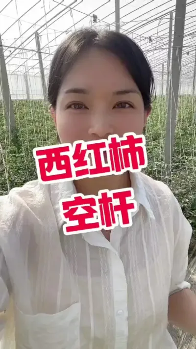#西红柿种植##记录我的种植生活#大棚种植  点个关注  互相学习吧@抖音小助手