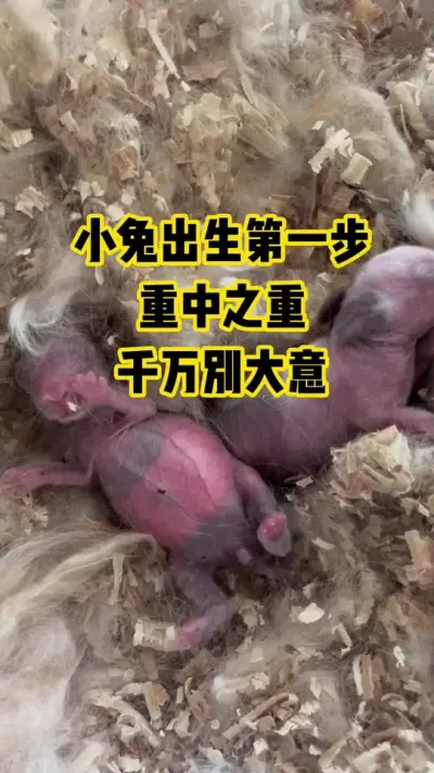 小兔出生第一步，重中之重，千万别大意#抖音三农#养殖#养兔