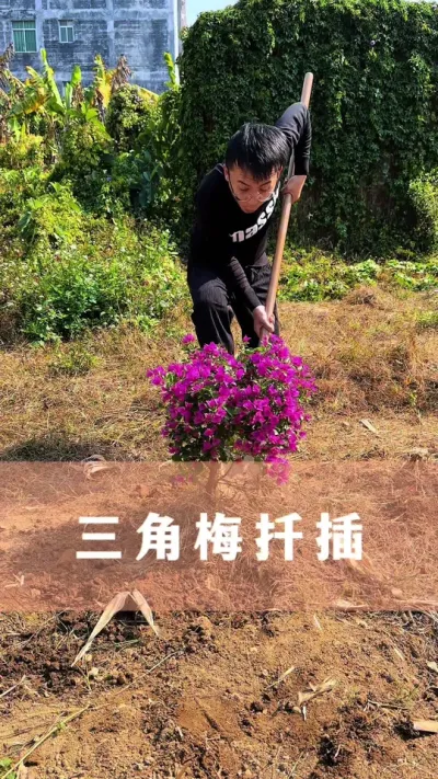 剪根枝条，教你扦插繁殖三角梅#三角梅 #花卉绿植 #养花小知识 #分享养花经验