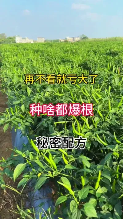 再不看就亏大了，种啥都爆根，秘密配方 #三农 #农业种植技术 #辣椒种植