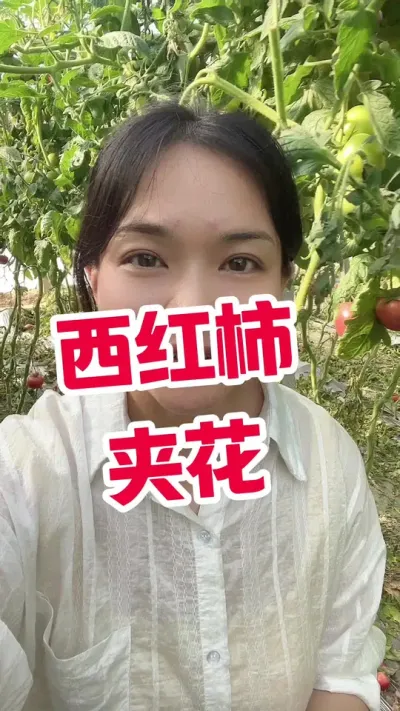 #西红柿种植 #记录我的种植生活 #番茄种植 点个关注 互相关注吧 @抖音小助手
