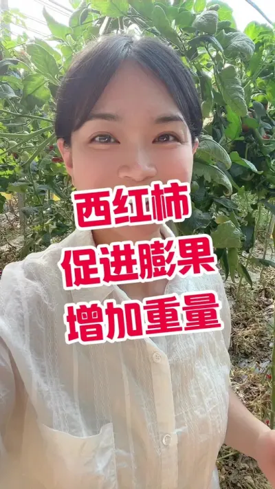 #记录我的种植生活 #西红柿种植  大个关注 橱窗下单@抖音小助手