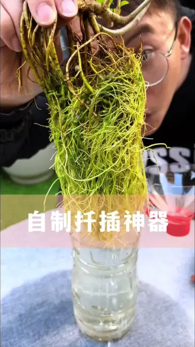 自制扦插神器#花卉绿植 #养花小知识 #分享养花经验