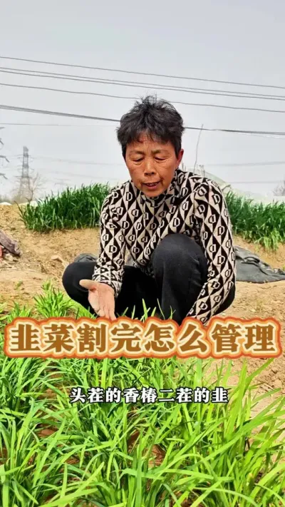 你的头茬韭菜能吃了吗？韭菜割完之后怎么管理呢？赶紧收藏起来吧！#韭菜种植 #种韭菜 #韭菜管理 #蔬菜杨大姐 #三农 @DOU+小助手 @DOU+上热门 @抖音创作小助手