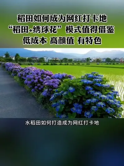 稻田如何打造成为网红打卡地？这种模式值得借鉴，低成本，高颜值，还有创意！#新农人 #休闲农业 #农场 #乡村振兴 #稻田风光