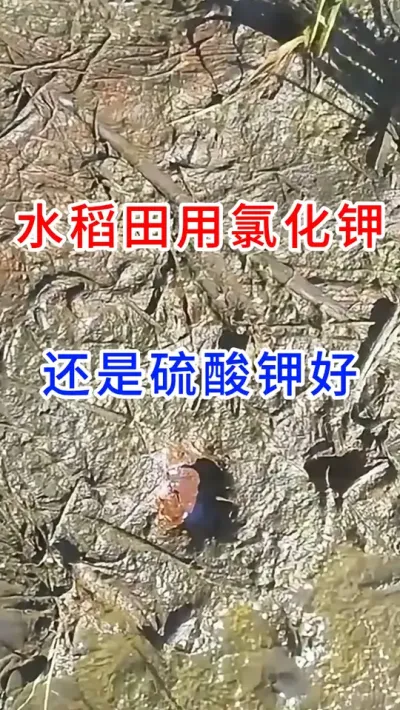 水稻田用氯化钾，还是硫酸钾好？ #三农  #农业种植技术  #分享农业知识帮农民增产增收  #传播农业种植小知识 #农业种植