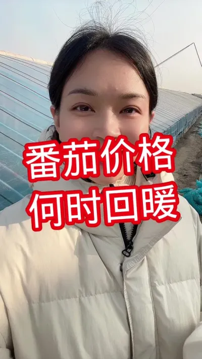 #西红柿价格#西红柿种植 #大棚种植 关注我 相互学习 @抖音小助手
