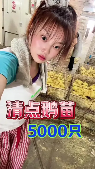 先清点5000只鹅苗#养鹅人#养鹅#农村创业养殖