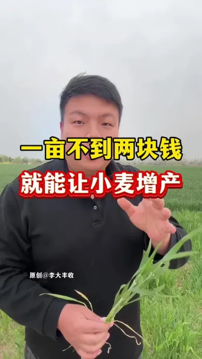 一亩地不到两块钱，就能让小麦增产！ #小麦种植 #小麦膨大剂 #苄氨烷醇 #种植小技巧