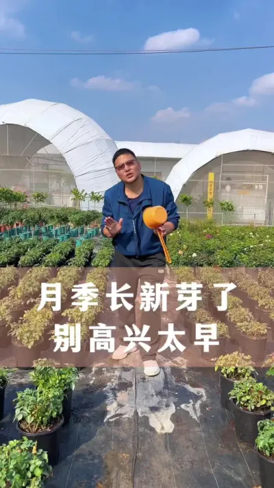 月季长新芽了，别高兴太早#月季 #花卉绿植 #养花小知识