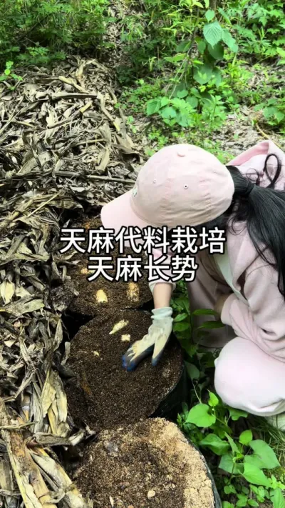 天麻代料栽培天麻长势 #技术分享 #天麻种植 @抖音小助手