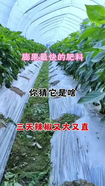 辣椒膨大拉直秘籍 #三农#辣椒种植技术 #农业种植