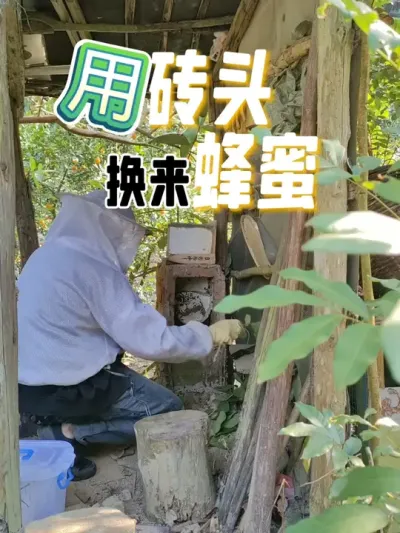 用砖头换来的蜂蜜 用旧砖头做的养蜂箱，今天收获了几斤蜂蜜#蜜蜂养殖 #我的农村生活 #新农人计划2025