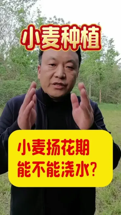 小麦扬花期能不能浇水？#小麦浇水 #抗旱浇地 #小麦扬花期