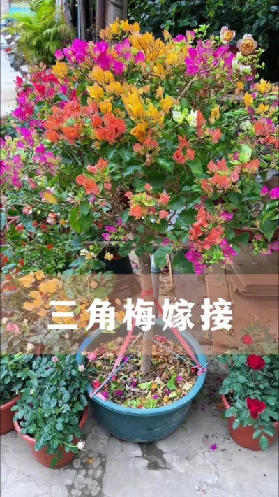 五颜六色三角梅的嫁接方法#三角梅 #花卉绿植 #养花小知识
