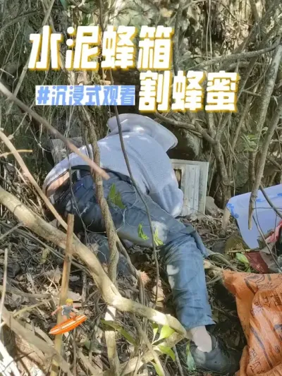 水泥蜂箱割蜂蜜 沉浸式观看水泥蜂箱割蜂蜜#蜜蜂 #新农人计划2024 #解压