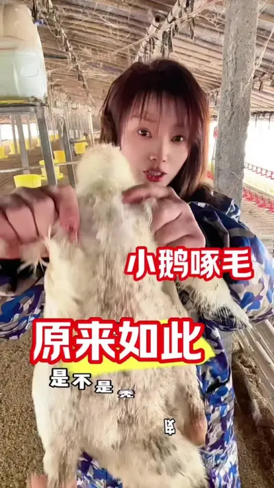 鹅啄毛了，赶快找原因#养鹅技术分享 #养鹅人 #农村创业养殖 #鹅鹅鹅