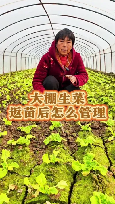你棚里有新移栽的生菜吗？赶紧看一下有没有这种情况#蔬菜种植 #生菜 #每天分享蔬菜种植技巧 #三农 #生菜移栽 @DOU+上热门 @抖音创作小助手 @DOU+小助手