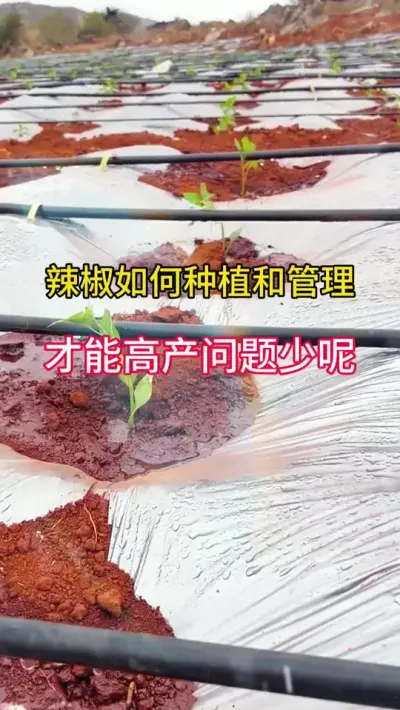 辣椒如何种植管理，才能高产问题少呢 #三农 #辣椒种植 #农业种植