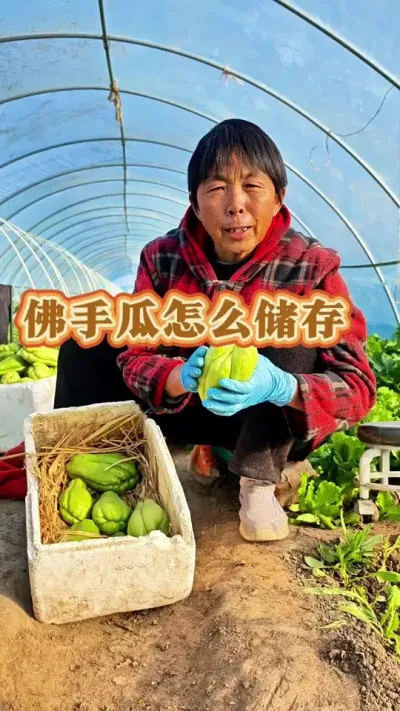 佛手瓜种子保存方法#三农 #佛手瓜 #佛手瓜种植技术和方法 #佛手怎么种植 #三农流量扶持计划 @DOU+上热门 @DOU+小助手 @抖音创作小助手