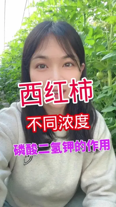 #西红柿种植#番茄种植#西红柿高产  点赞关注我吧@抖音小助手