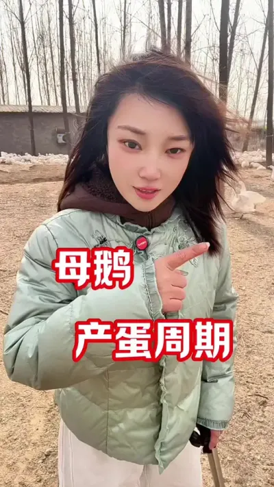 种鹅产蛋数量和规律#养鹅 #种鹅#农村创业养殖 #养鹅人