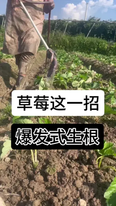 草莓这一招爆发式生根#草莓种植管理技术和方法 #草莓种植方法 #草莓种植 #草莓种植基地 #服务三农支持三农