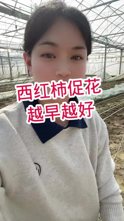 #西红柿种植#记录我的种植生活 #大棚西红柿 点个关注 互相学习吧@抖音小助手