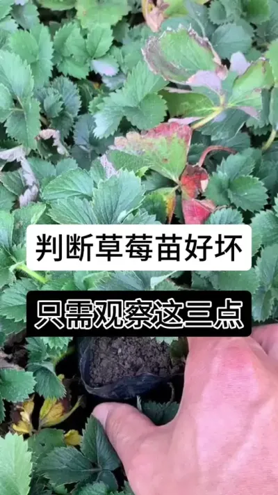 判断葡萄苗好坏只需观察这三点#草莓种植管理技术和方法 #分享农业知识帮农民增产增收 #草莓种植 #草莓种植方法 #草莓种植基地