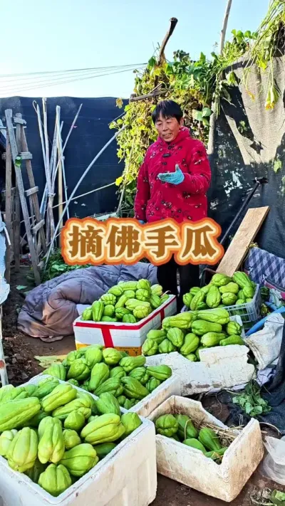 你今年种的佛手瓜结的多吗？#佛手怎么种植 #佛手瓜 #佛手瓜苗 #三农 #蔬菜种植 @DOU+上热门 @DOU+小助手 @抖音创作小助手