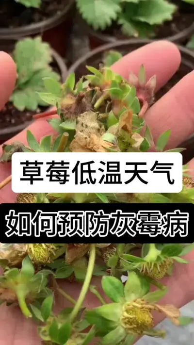 草莓低温天气如何预防灰霉病#草莓种植方法 #草莓种植 #草莓种植管理技术和方法 #草莓种植基地