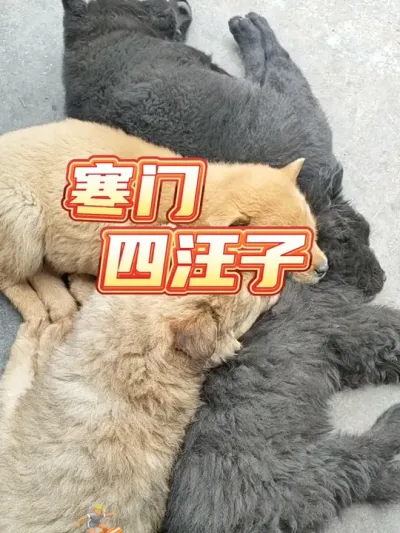 寒门四汪子 寒门四汪子#萌宠 #萌宠出道计划