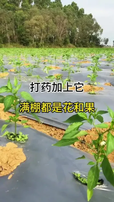 打药加上它，满棚都是花和果 #三农 #辣椒种植 #农业种植