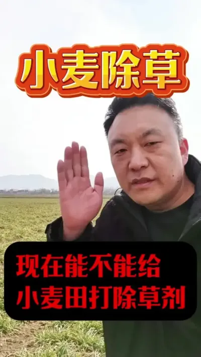 现在能不能给小麦田打除草剂？#小麦除草剂 #小麦年后管理 #小麦种植
